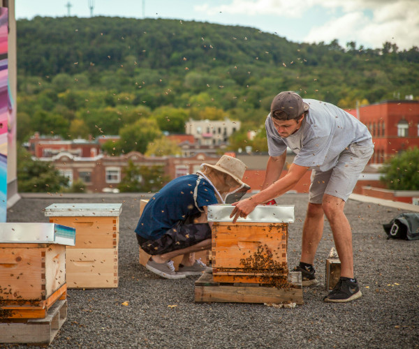 Urban rooftop beehives with digital overlay
